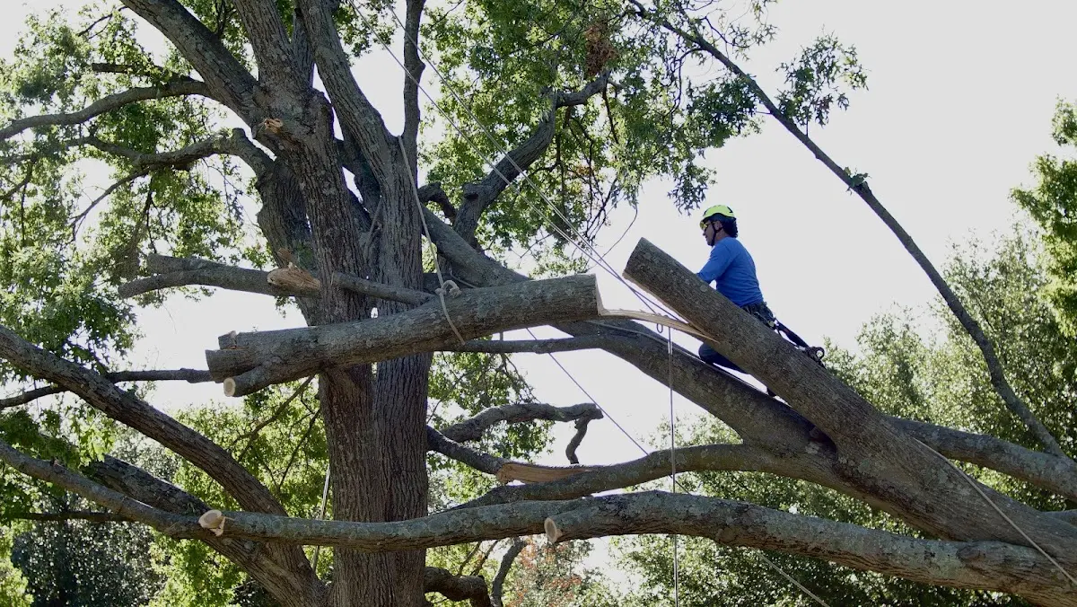 Professional Hazardous Tree Removal performed by certified arborists in Labelle
