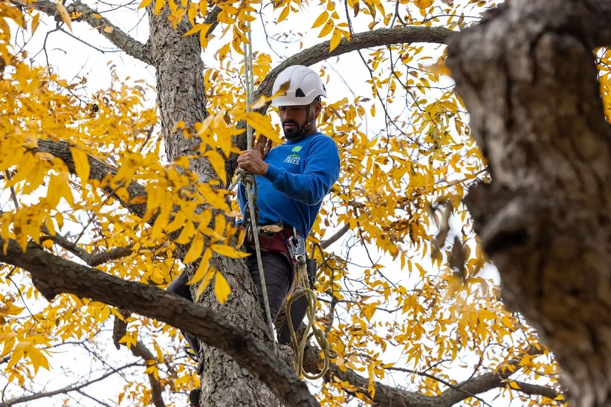 Skilled Tree Transplanting crew working in Labelle
